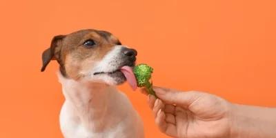 Essential-Nutrients-in-Pet-Food