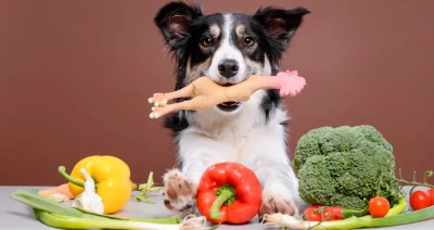 What_vegetables_can_dogs_eat_blog